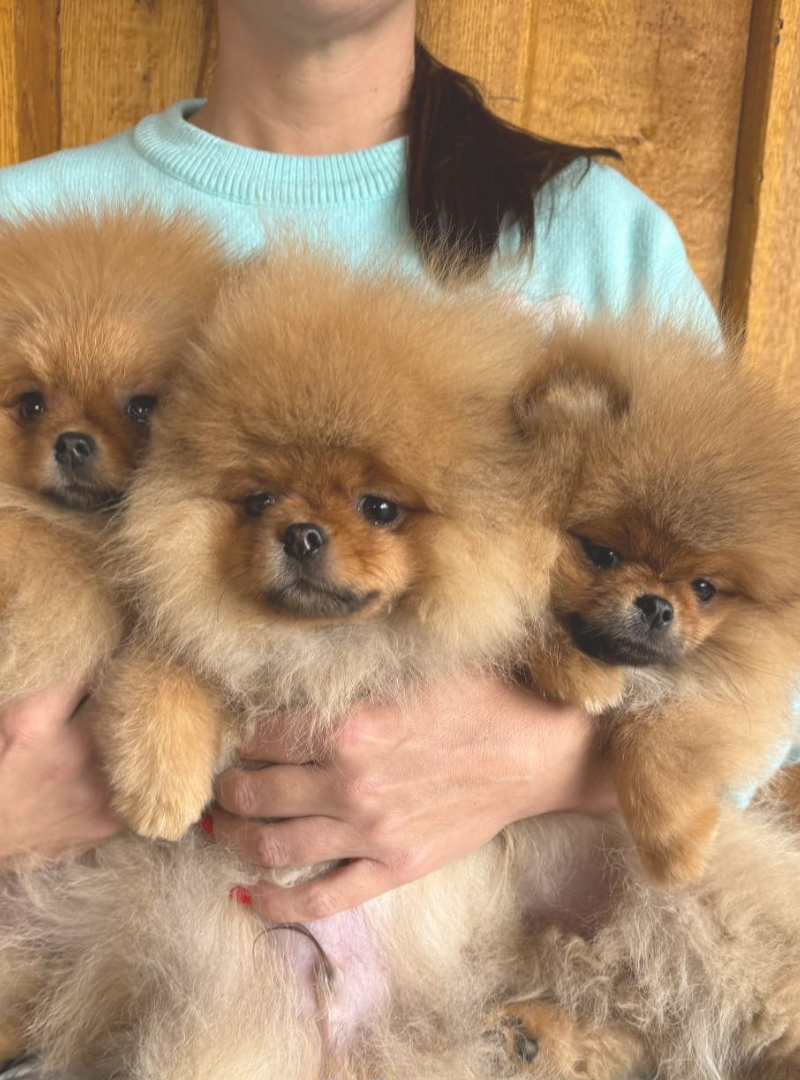 2026-03-15 13:00 Joga su Pomeranijos špicias | Vilnius