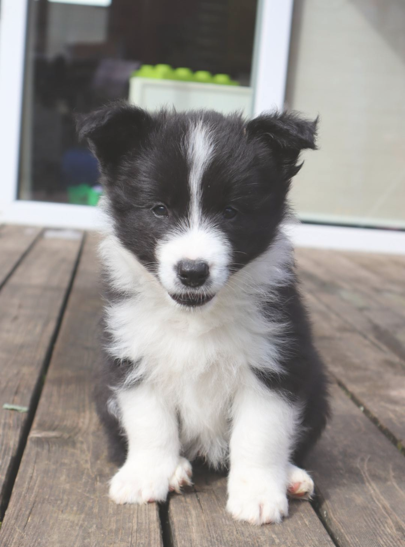 2026-04-26 13:20 Joga su Borderkoliais | Kaunas