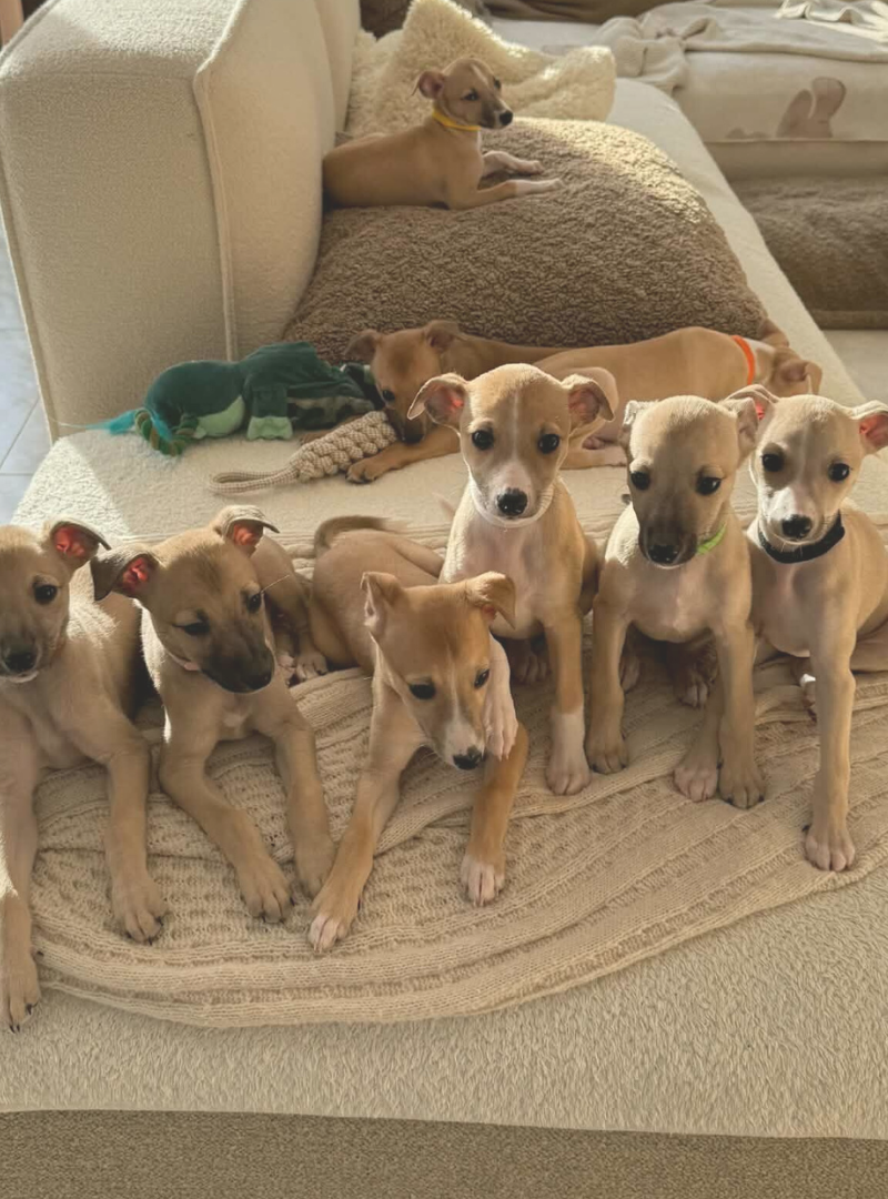 2026-03-28 13:00 Joga su Vipetais | Vilnius