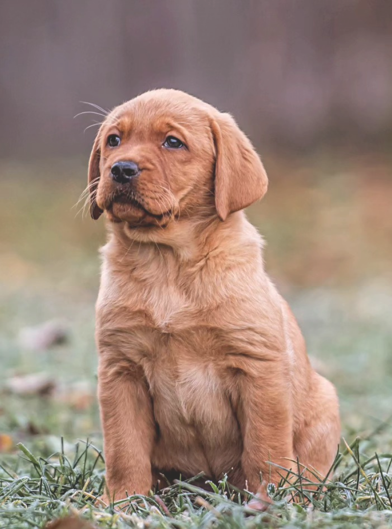 2026-04-25 16:00 Joga su Labradoro retriveriais | Vilnius