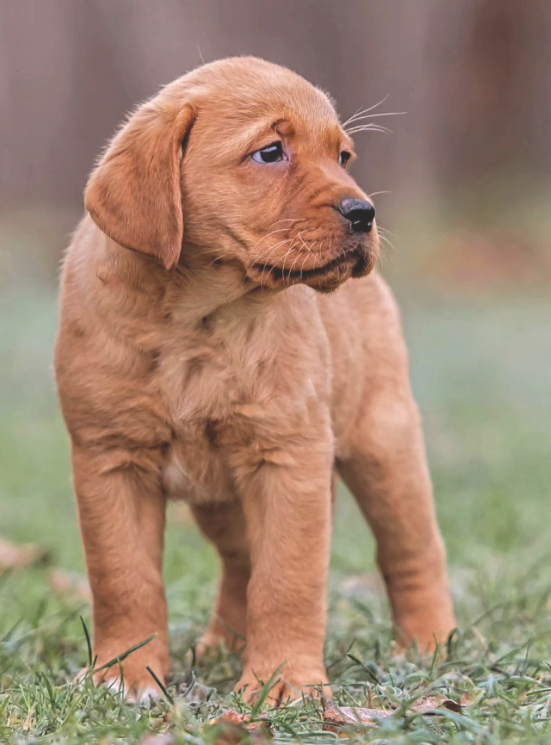 2026-04-25 14:20 Joga su Labradoro retriveriais | Vilnius