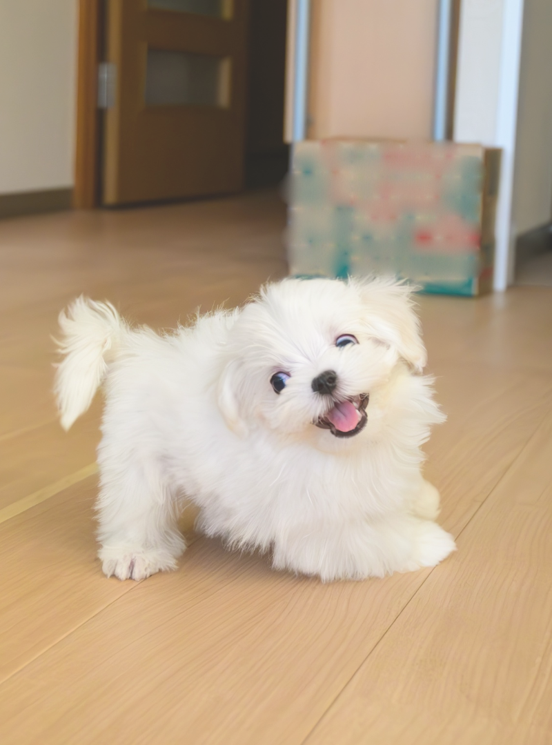 2026-04-22 20:15 Joga su Maltos bišonais | Kaunas