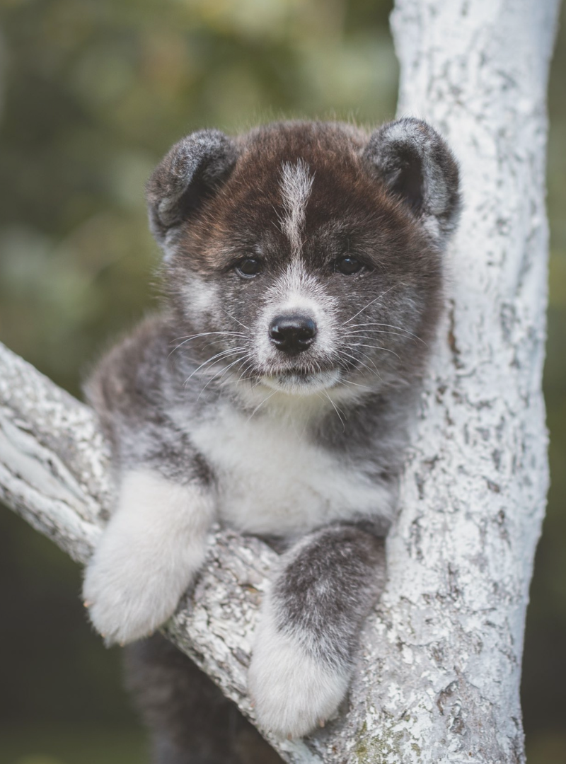 2026-04-12 12:00 Joga su Akita Inu | Vilnius