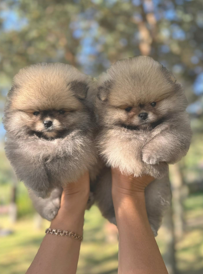 2026-04-11 16:30 Joga su Pomeranijos špicais | Kaunas