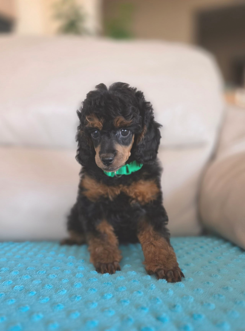 2026-04-19 12:00 Joga su Nykštukiniais Phantom pudeliais | Kaunas