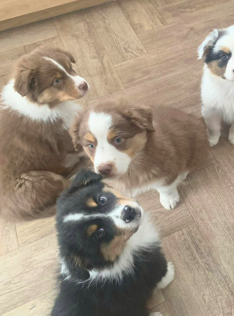 2026-04-29 20:15 Joga su Australų aviganiais | Kaunas