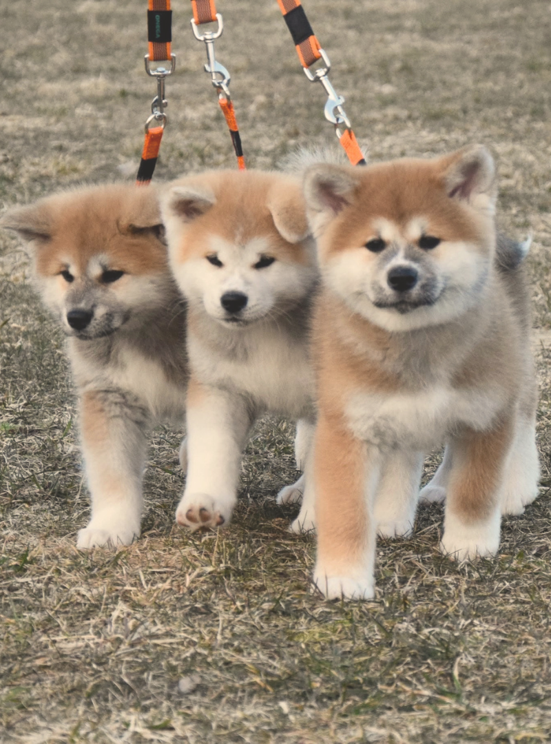 2026-08-30 12:20 Joga su Akita Inu | Kaunas