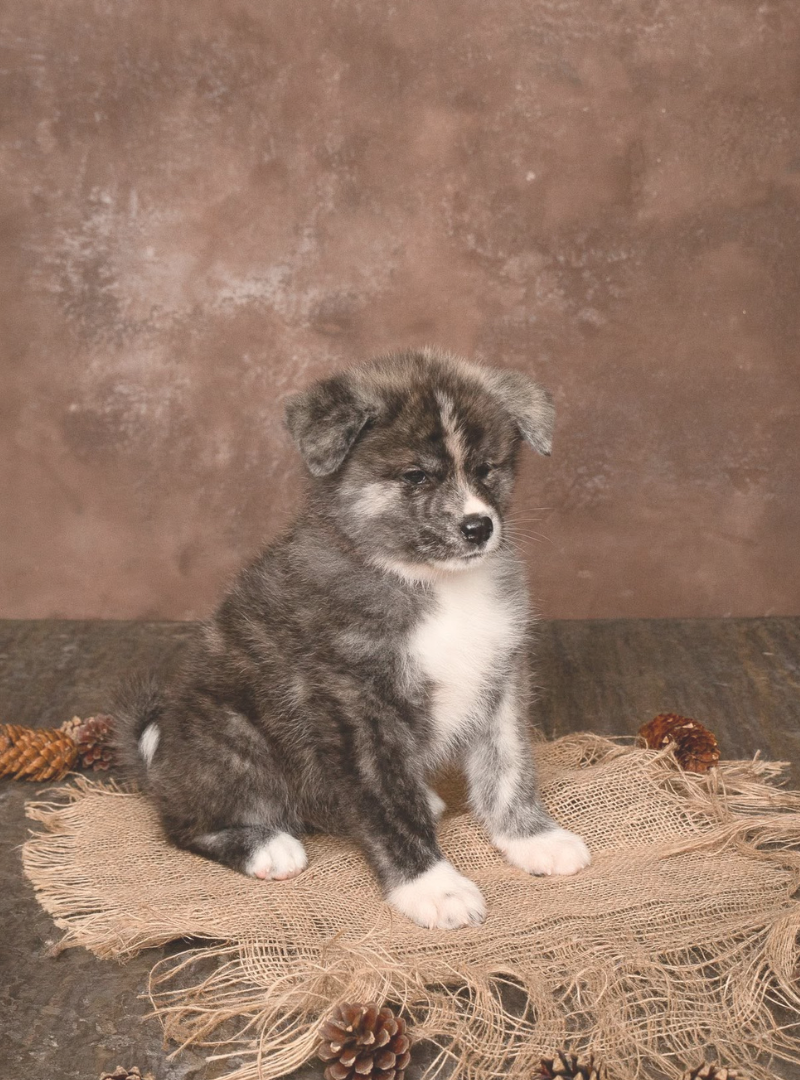 2026-07-29 19:50 Joga su Akita Inu | Vilnius