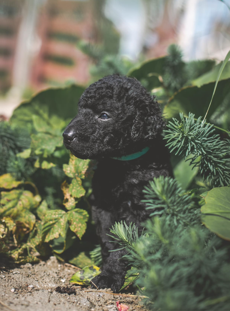 2026-03-08 14:20 Joga su Garbanotais retriveriais | Vilnius