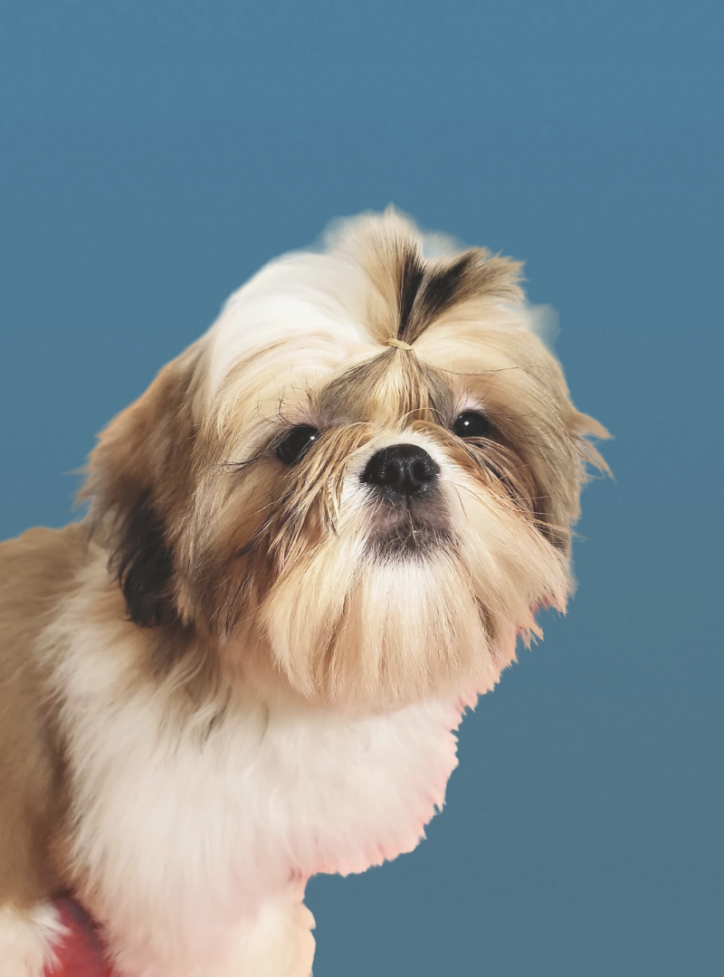 2026-03-21 14:20 Joga su Ši cu | Vilnius