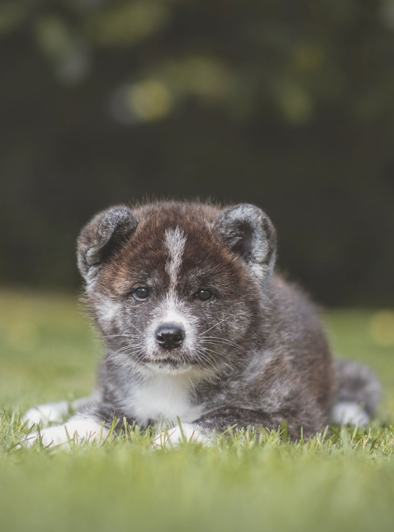 2026-04-12 13:20 Joga su Akita Inu | Vilnius