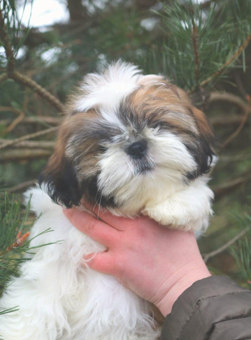 2026-05-02 13:00 Joga su Ši cu | Vilnius