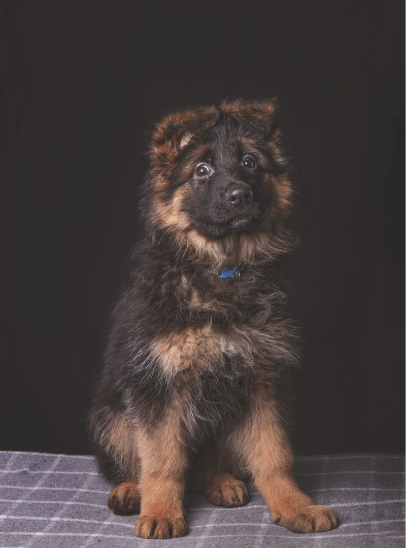 2026-04-01 20:15 Joga su Ilgaplaukiais Vokiečių aviganiais | Kaunas