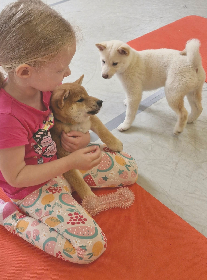 2026-10-11 14:20 Joga su Shiba Inu | Vilnius