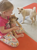 2026-10-11 14:20 Joga su Shiba Inu | Vilnius