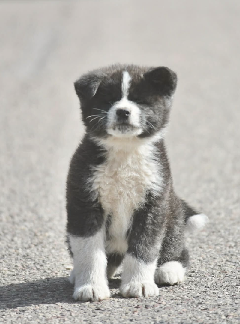 2026-04-19 13:20 Joga su Akita Inu | Vilnius