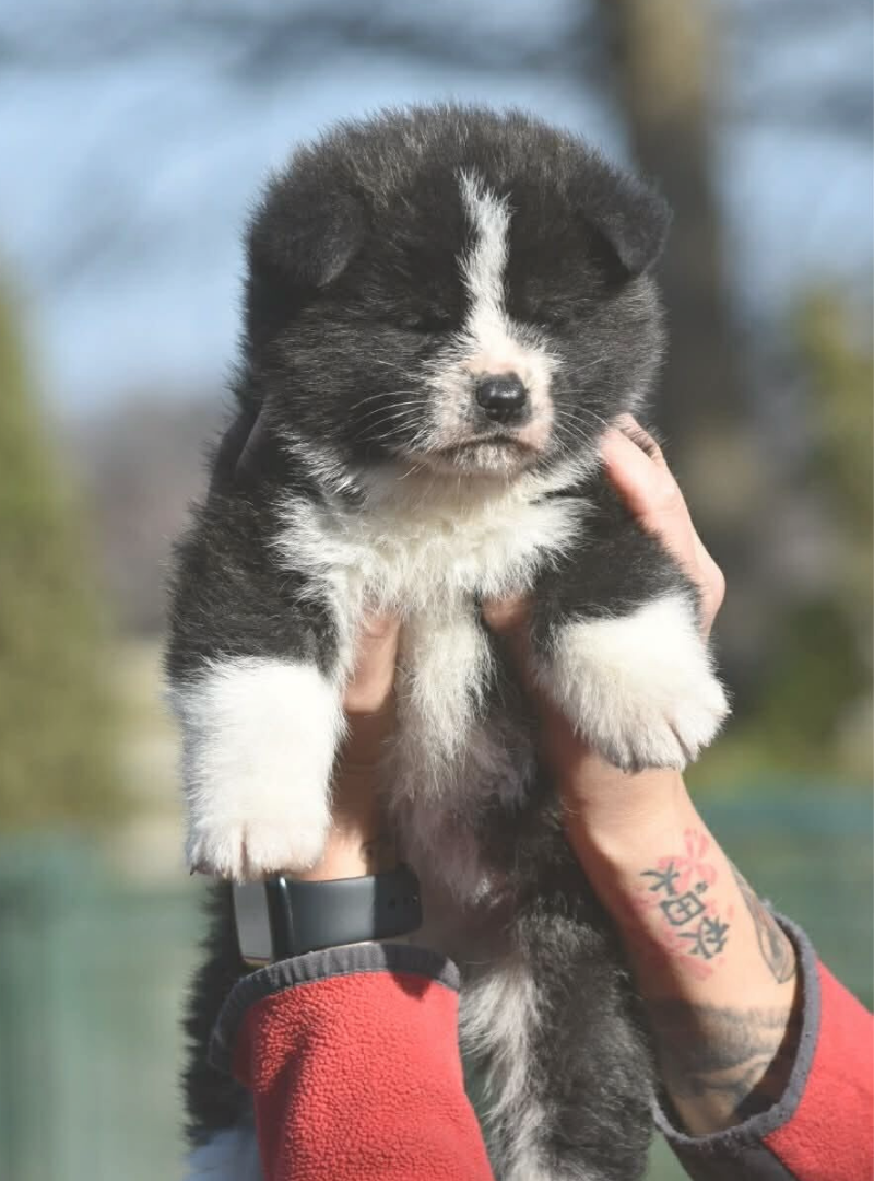 2026-04-19 12:00 Joga su Akita Inu | Vilnius