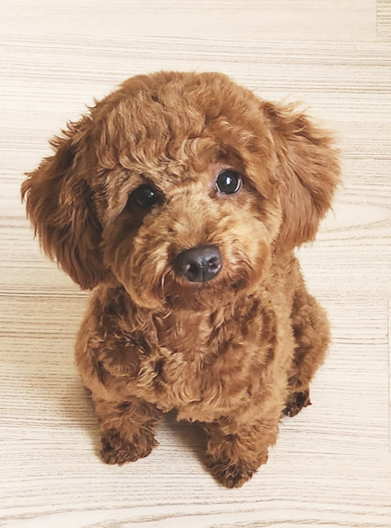 2026-05-02 16:30 Joga su Toy pudeliais | Kaunas