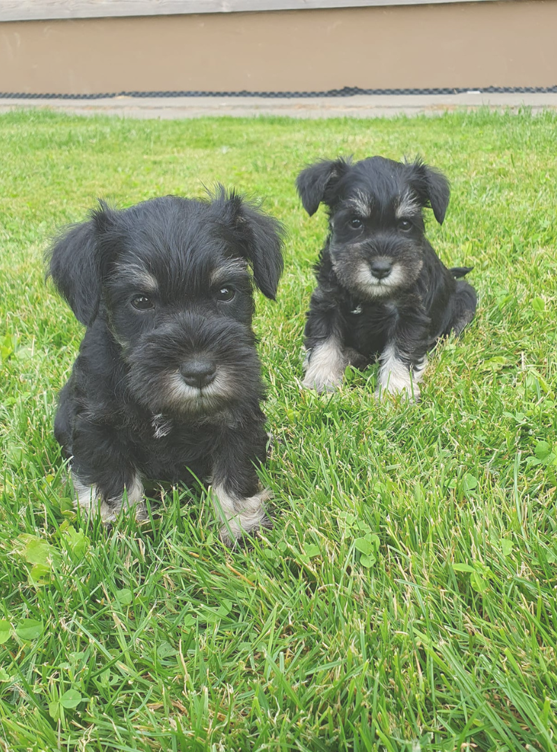 2026-05-03 12:00 Joga su Mitelšnauceriais | Kaunas