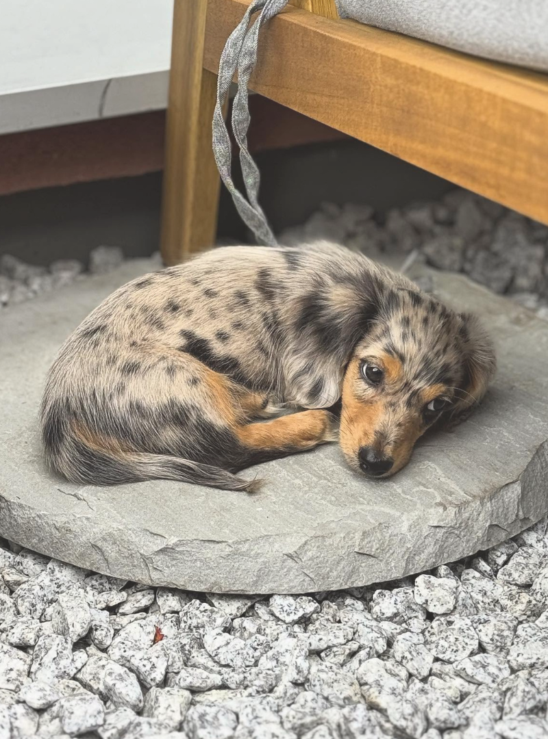 2026-05-10 13:20 Joga su Triušiniais taksais | Vilnius