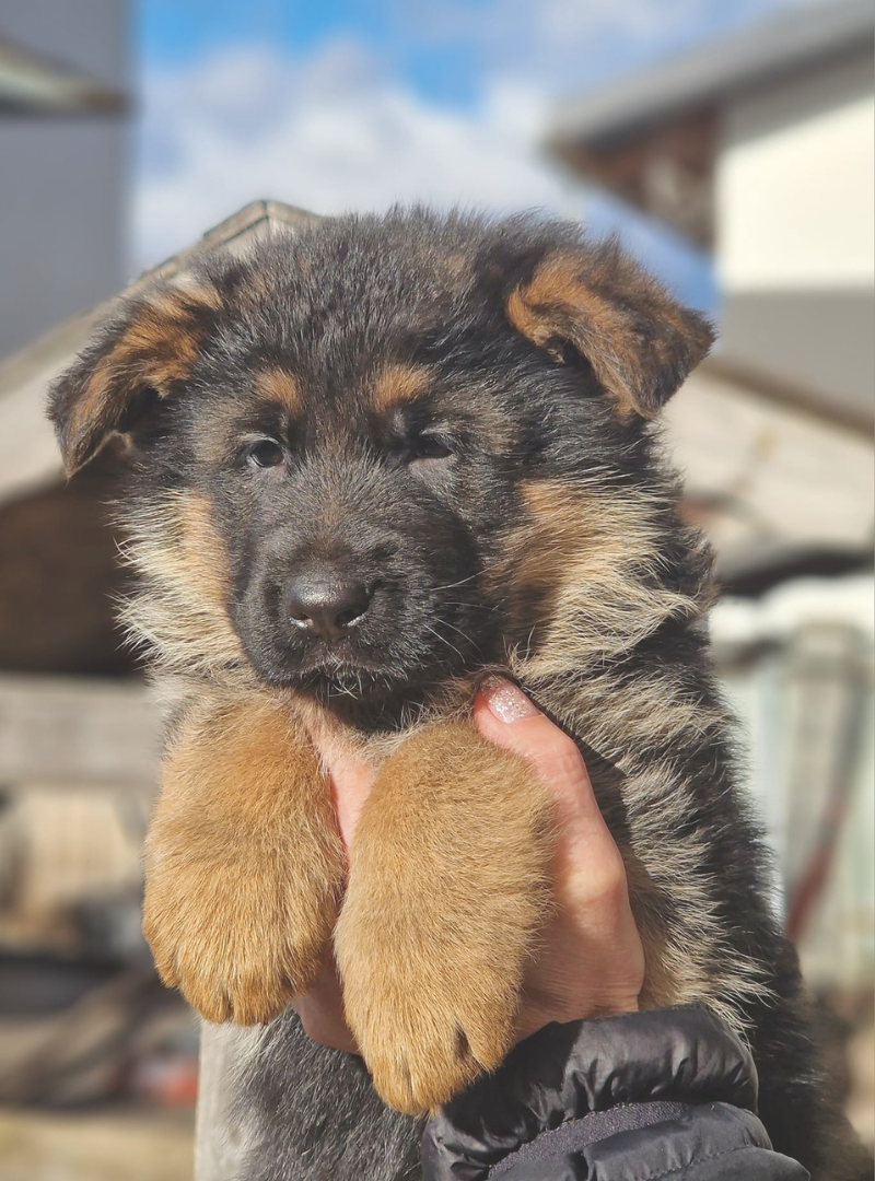 2026-05-10 13:20 Joga su Vokiečių aviganiais | Kaunas