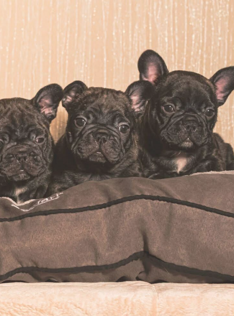 2026-03-29 12:00 Joga su Prancūzų buldogais | Vilnius