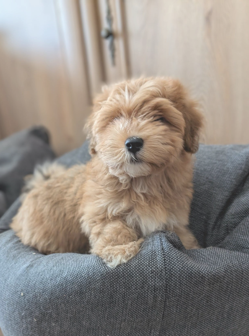 2026-03-22 12:00 Joga su Havanos bišonais | Kaunas