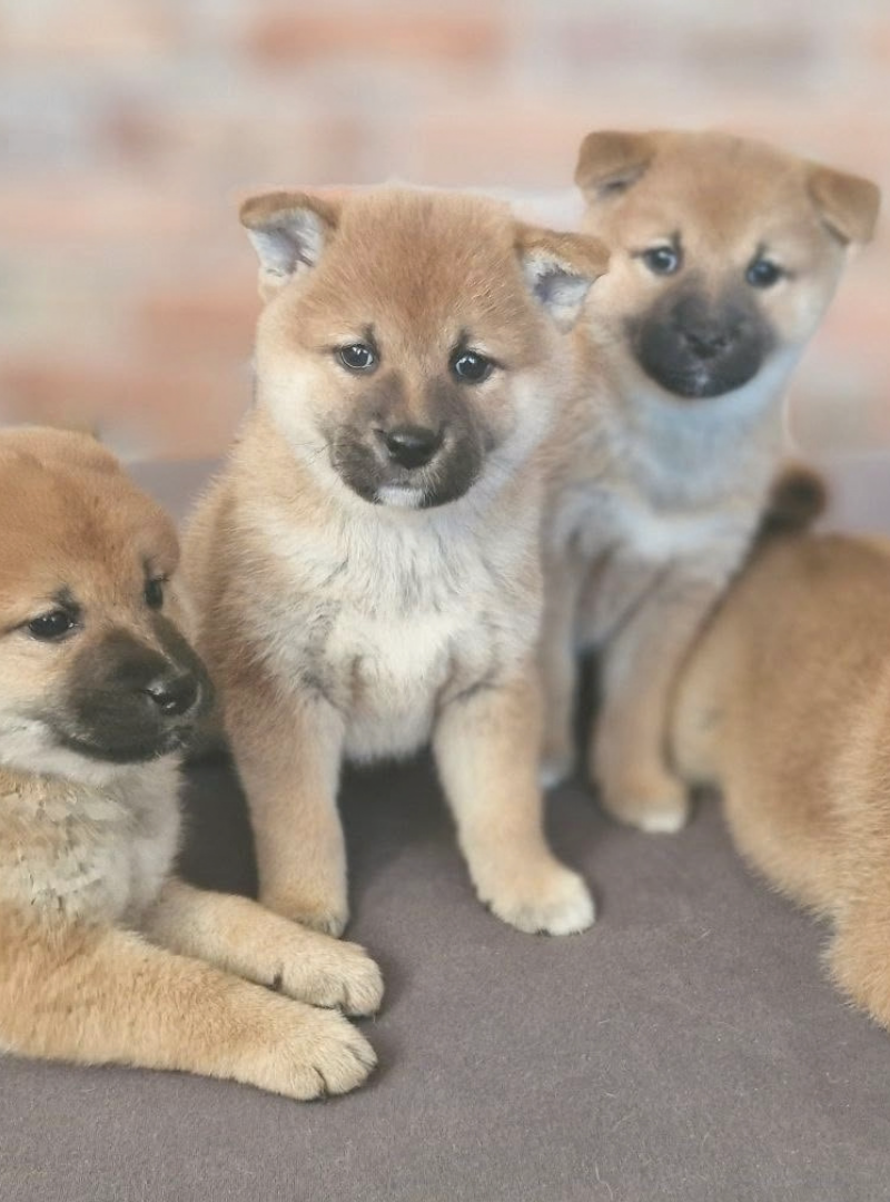 2026-10-11 14:20 Joga su Shiba Inu | Vilnius