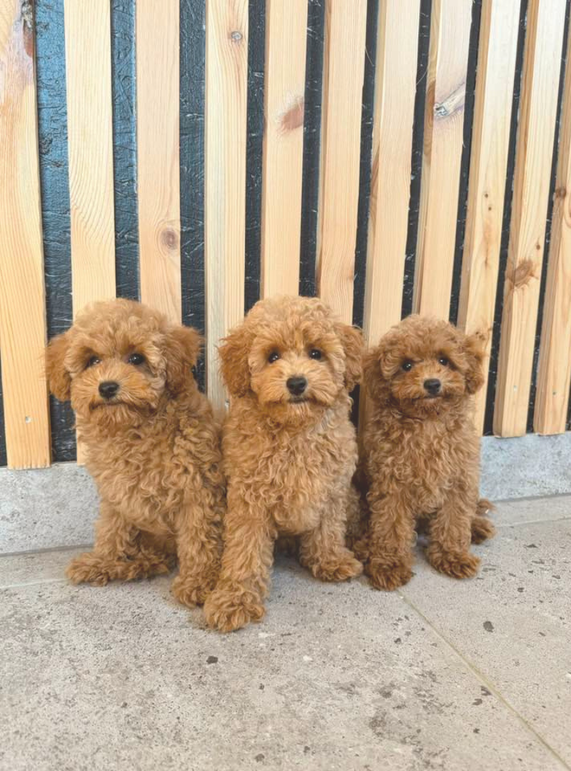 2026-04-18 13:00 Joga su Toy pudeliais | Vilnius