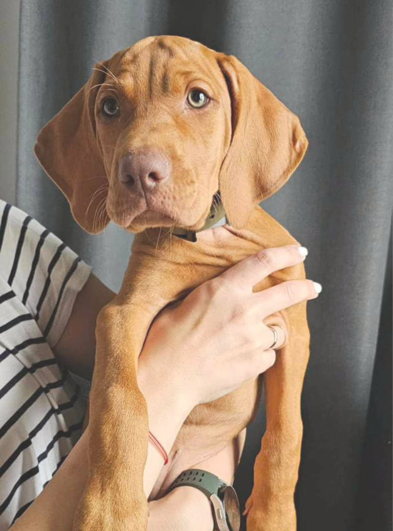 2026-04-26 11:00 Joga su Vengrų vižlais | Vilnius