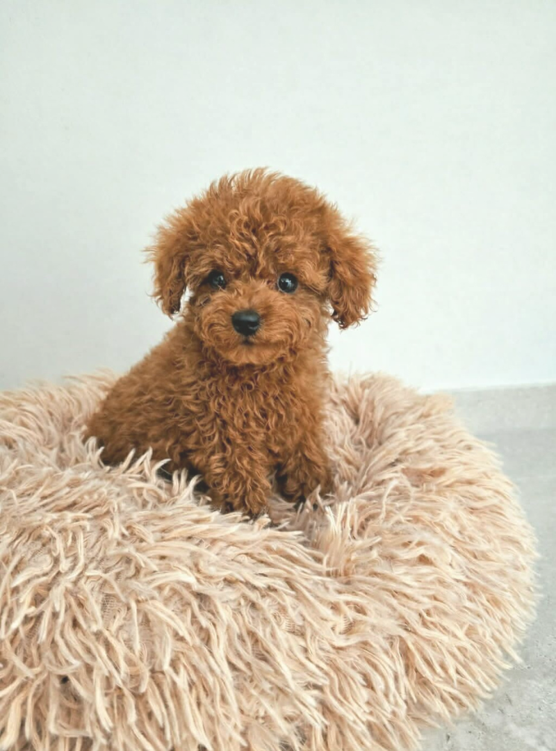 2026-03-15 13:20 Joga su Nykštukiniais ir Toy pudeliais | Kaunas