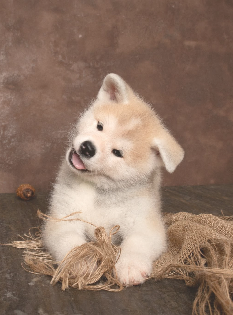 2026-07-29 18:30 Joga su Akita Inu | Vilnius